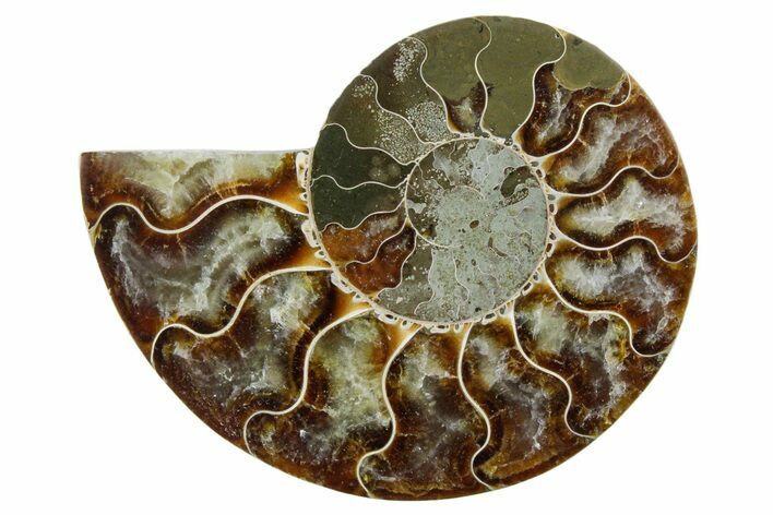 Cut & Polished Ammonite Fossil (Half) - Madagascar #354179